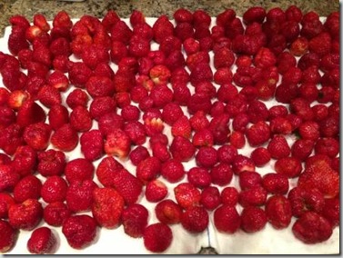 Strawberries drip drying - C 