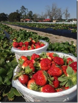 Strawberries in the field - C